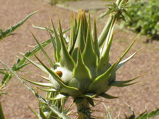 Cardon (Cynara cardunculus) : photo botanique