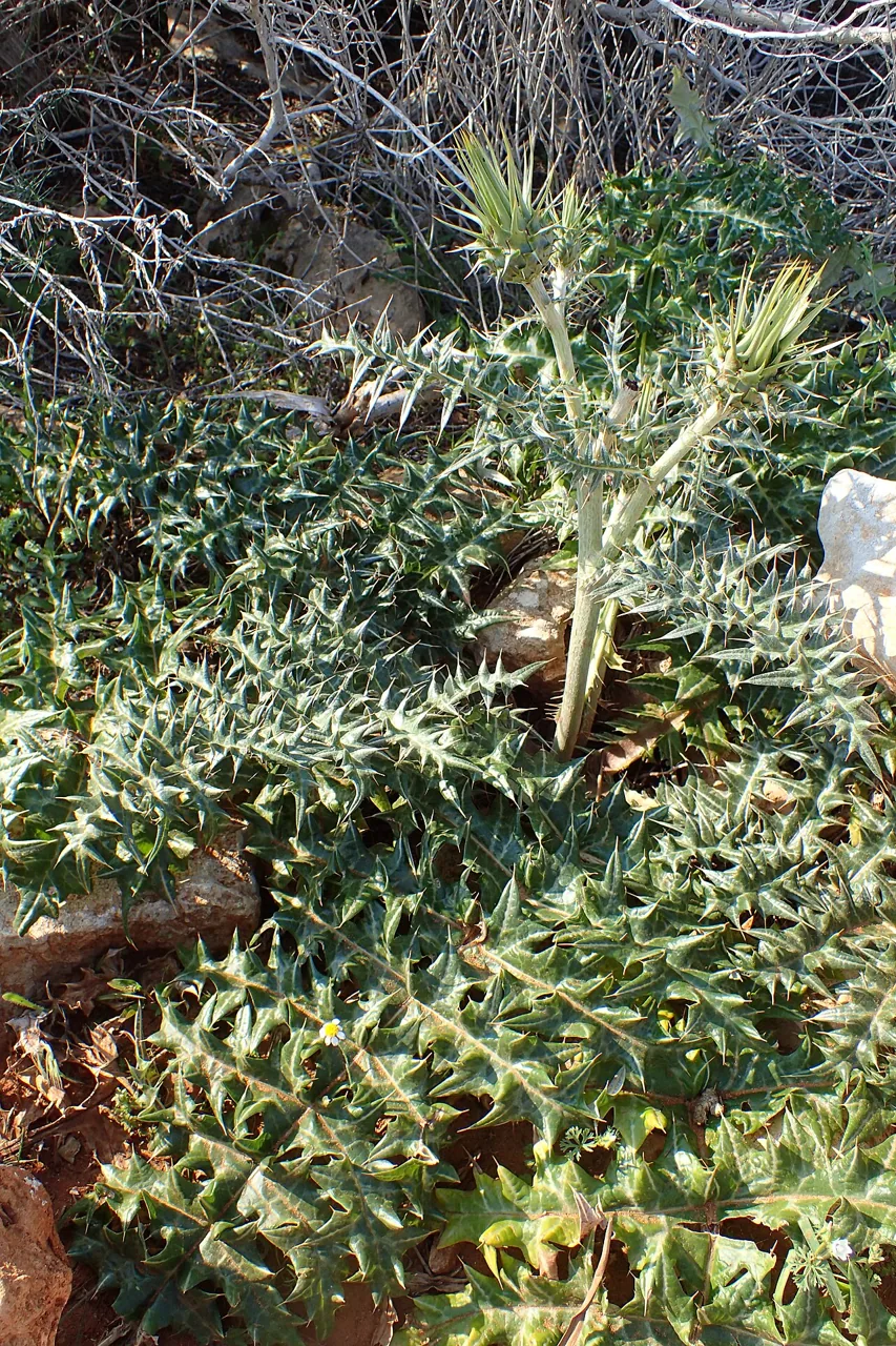 Artichaut des Alpes (Cynara cornigera) : photo botanique