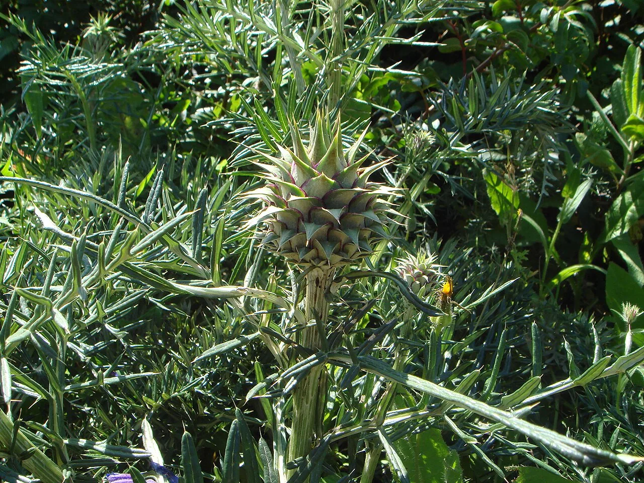 Cardon (Cynara humilis) : photo botanique