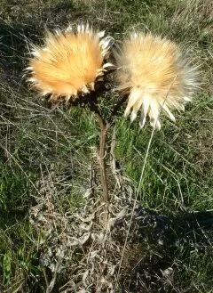 Cardon de Syrie (Cynara syriaca) : photo botanique