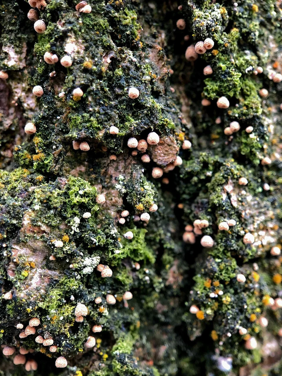 Cyphella marginata (Cyphella marginata) — photo mycologique