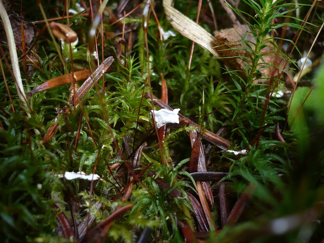 Cyphellostereum indicum (Cyphellostereum indicum) — photo mycologique