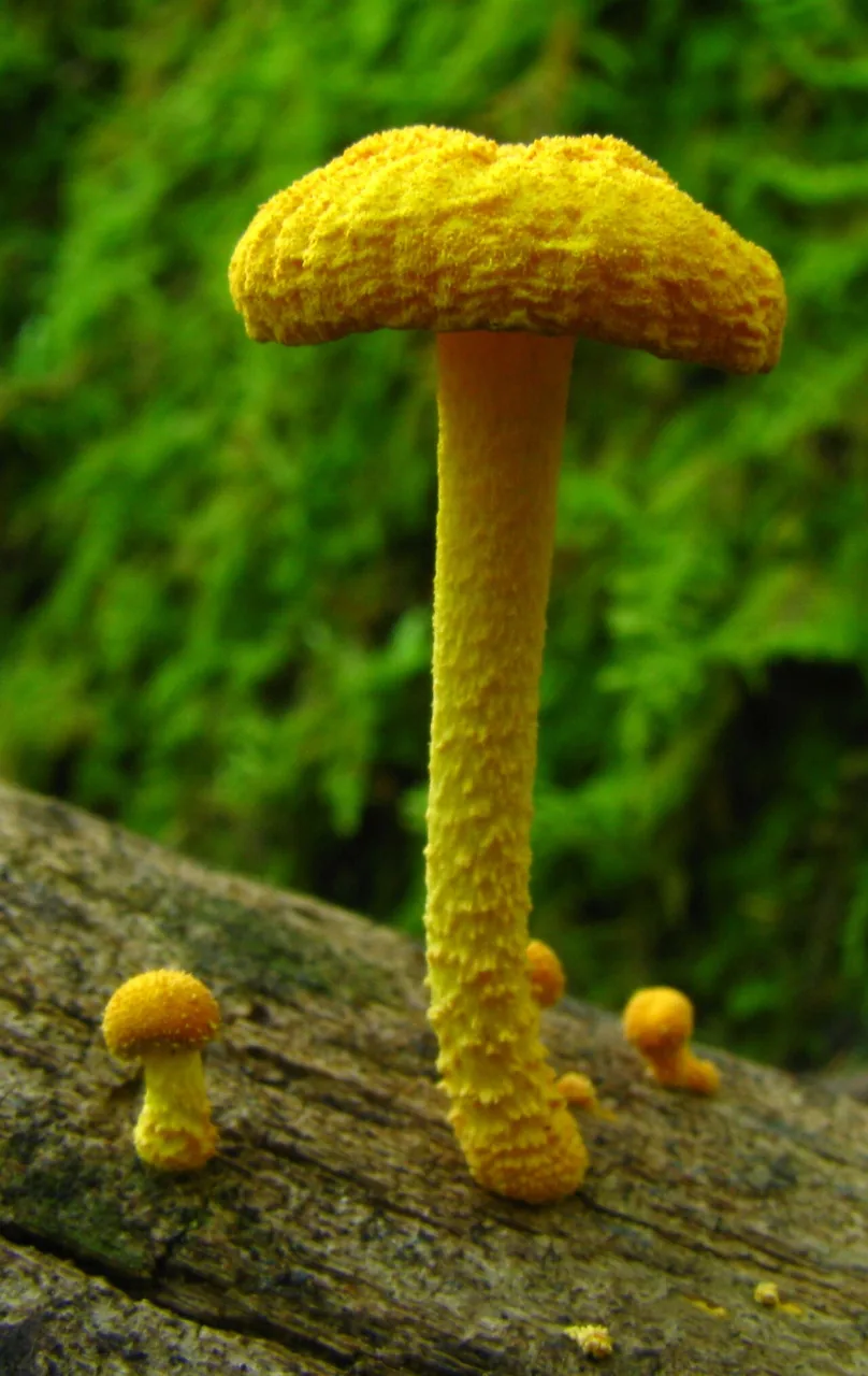 Cyptotrama chrysopepla (Cyptotrama chrysopepla) — photo mycologique