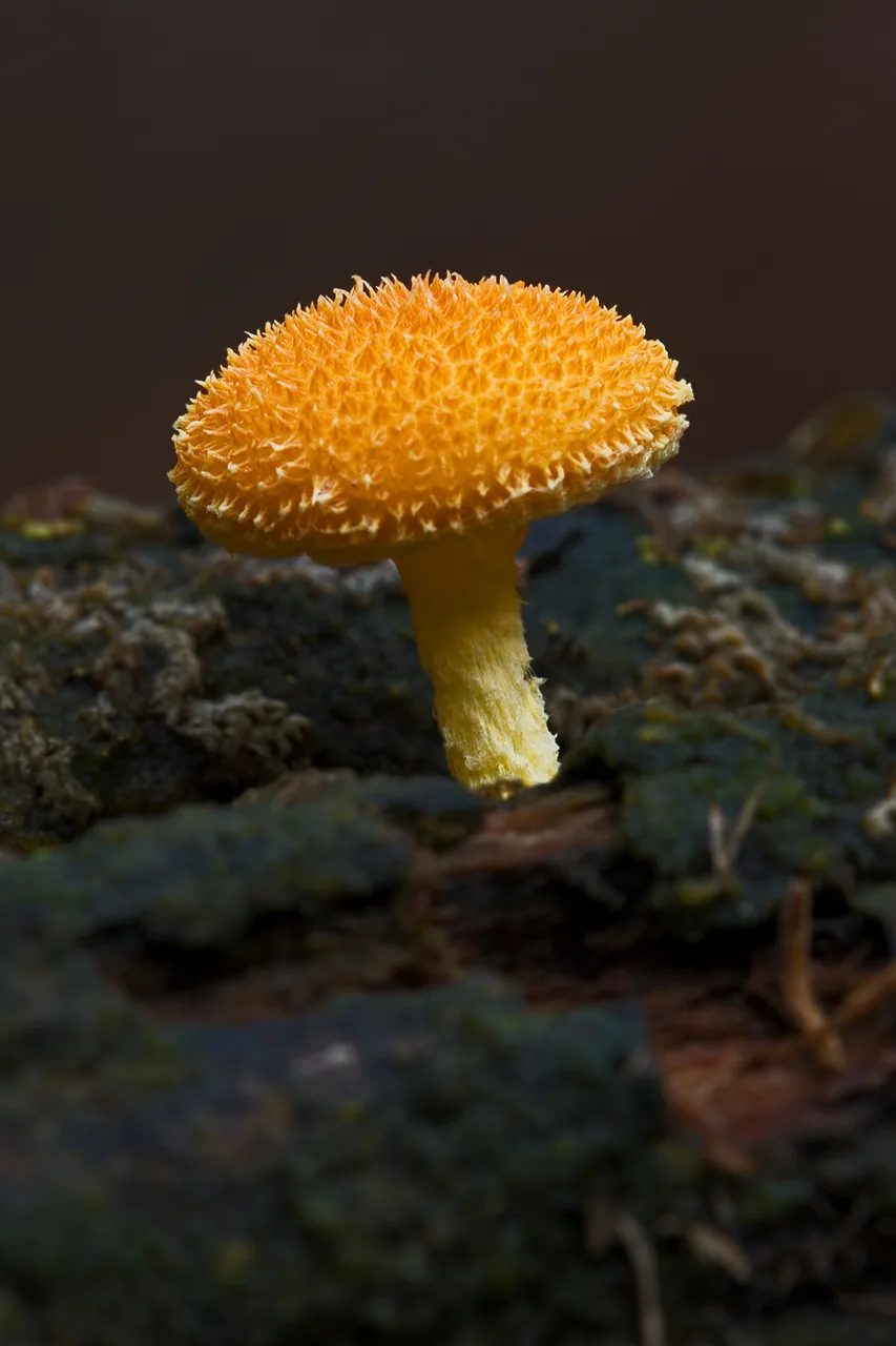 Cyptotrama hygrocyboides (Cyptotrama hygrocyboides) — photo mycologique
