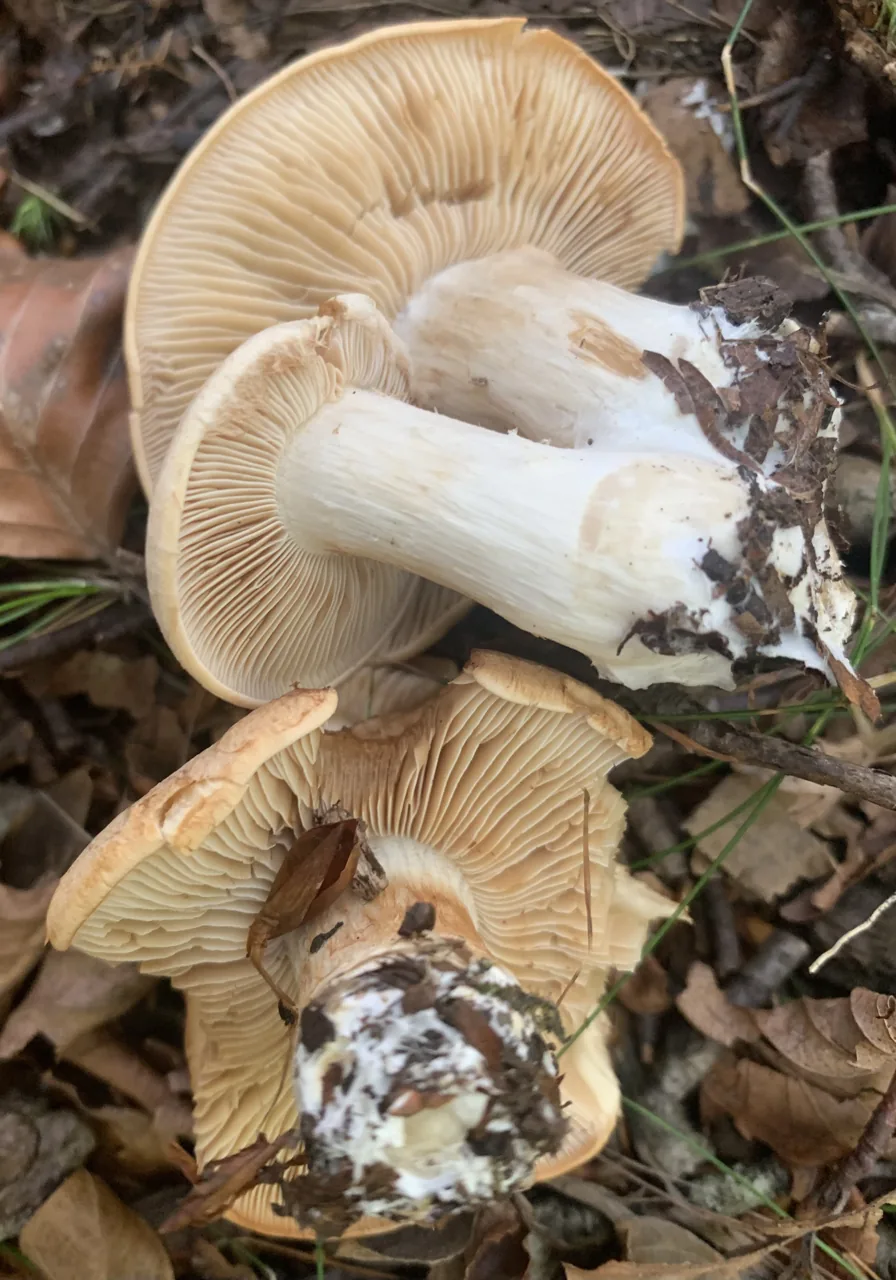 Cystinarius pseudoeutactus (Cystinarius pseudoeutactus) — photo mycologique