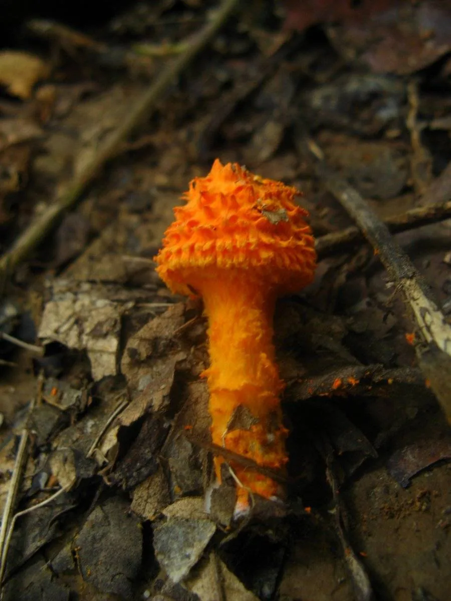 Cystoagaricus lepidotoides (Cystoagaricus lepidotoides) — photo mycologique