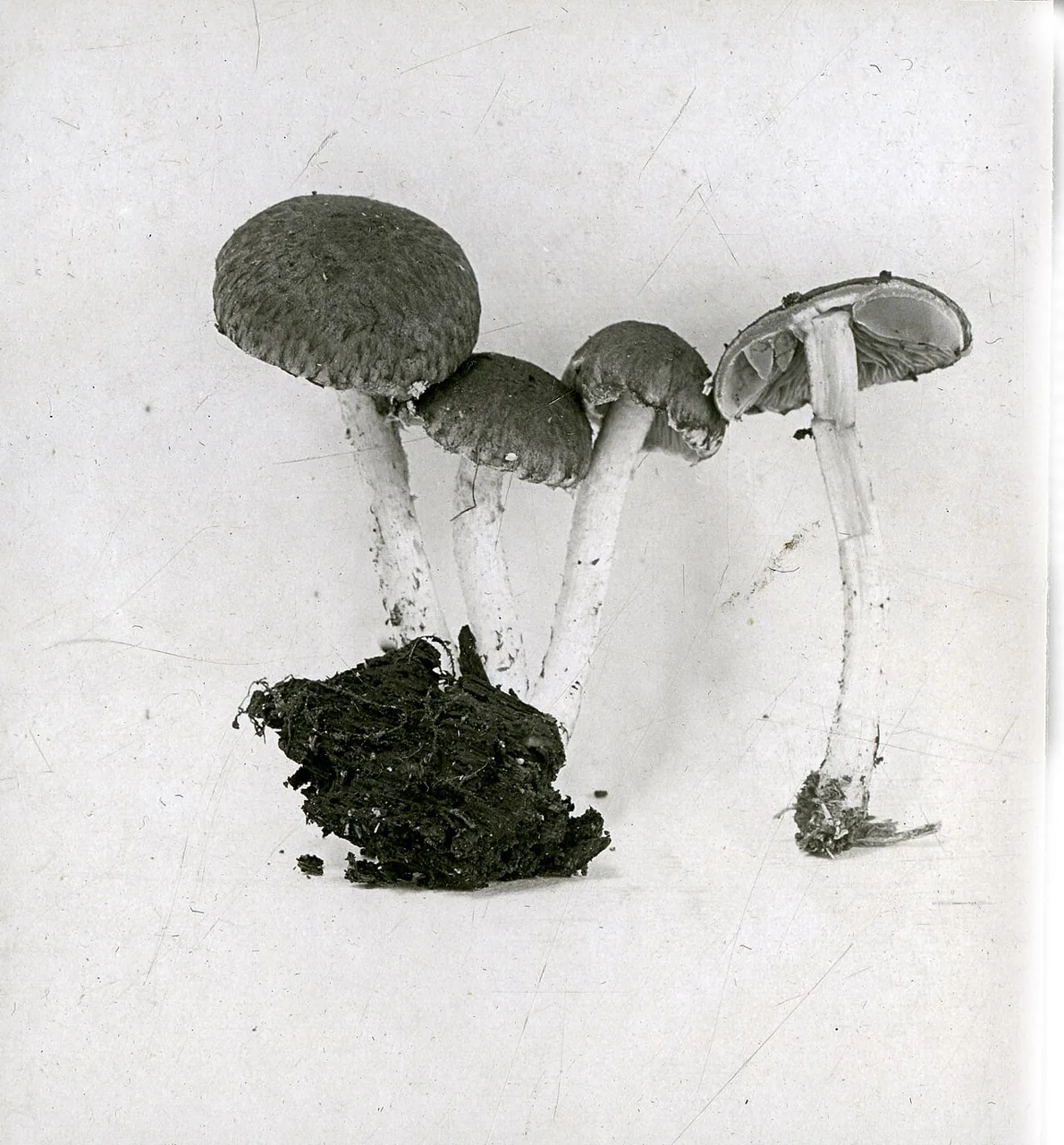 Cystoagaricus sylvestris (Cystoagaricus sylvestris) — photo mycologique