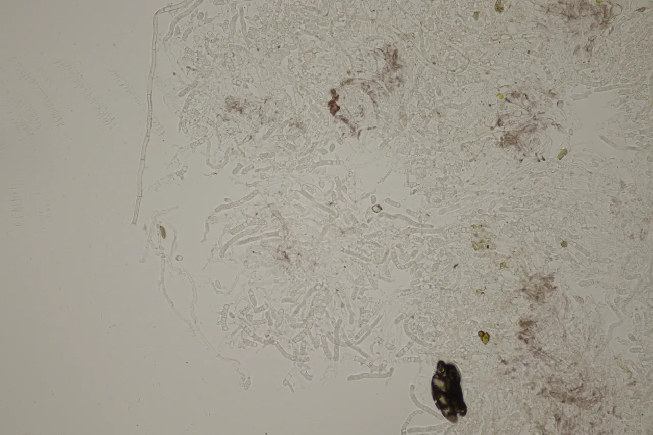 Cystobasidium ongulense (Cystobasidium ongulense) — photo mycologique