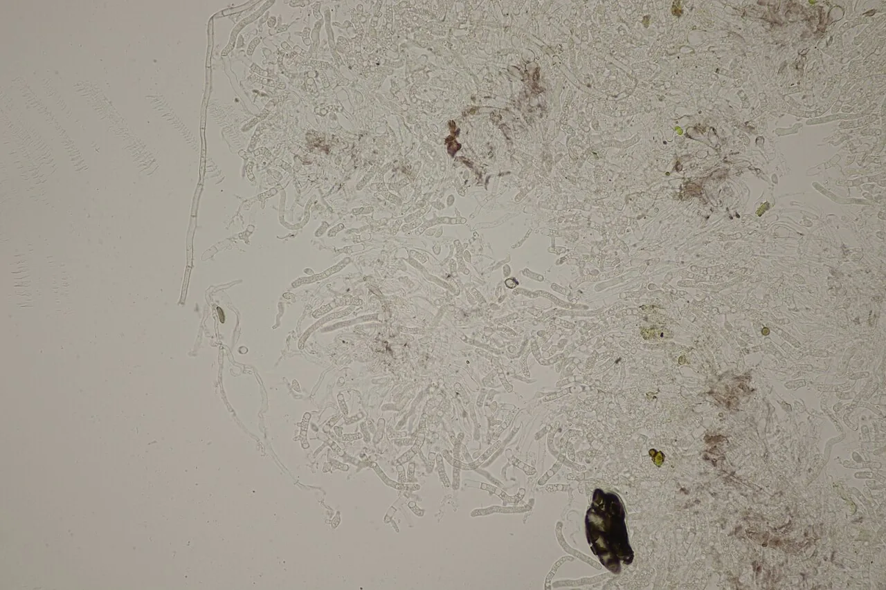 Cystobasidium pinicola (Cystobasidium pinicola) — photo mycologique