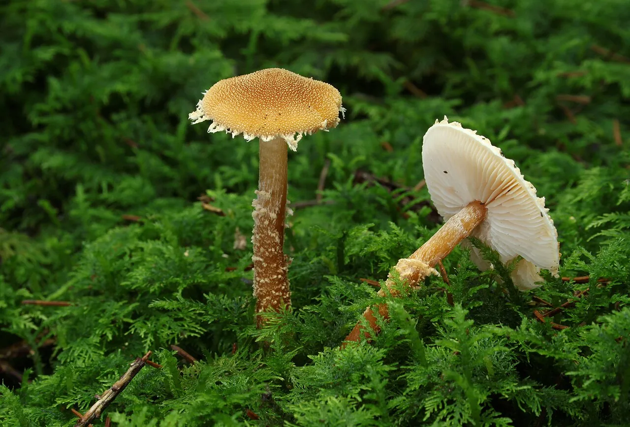 Cystoderma amianthinum (Cystoderma amianthinum) — photo mycologique