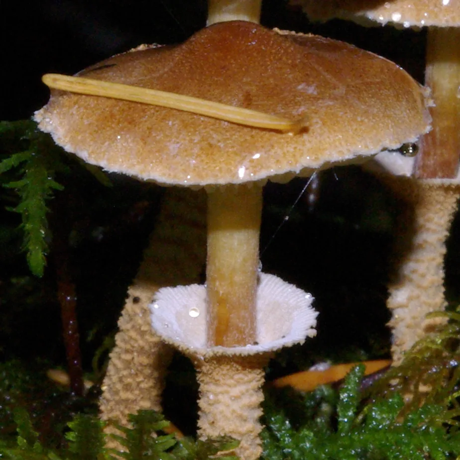 Cystoderma fallax (Cystoderma fallax) — photo mycologique