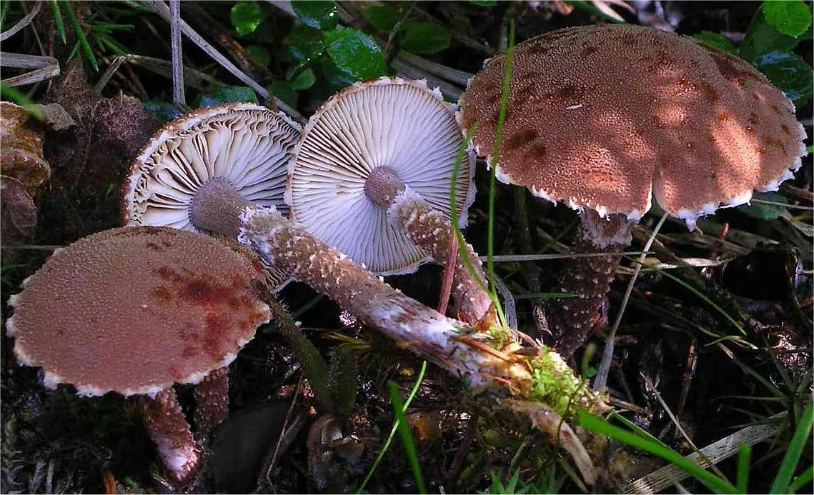 Cystoderma superbum (Cystoderma superbum) — photo mycologique