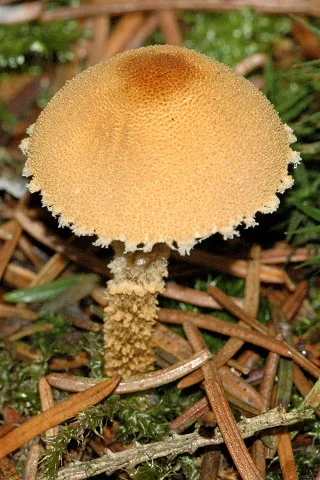 Cystoderma texense (Cystoderma texense) — photo mycologique
