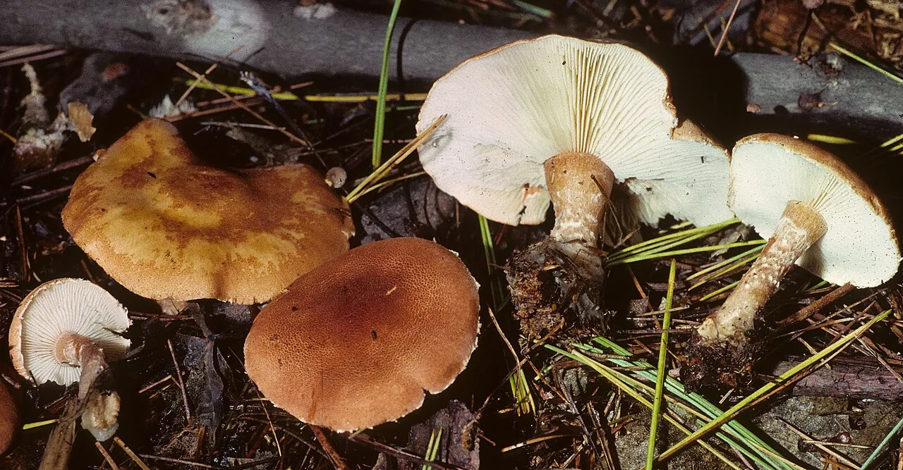 Cystodermella contusifolia (Cystodermella contusifolia) — photo mycologique
