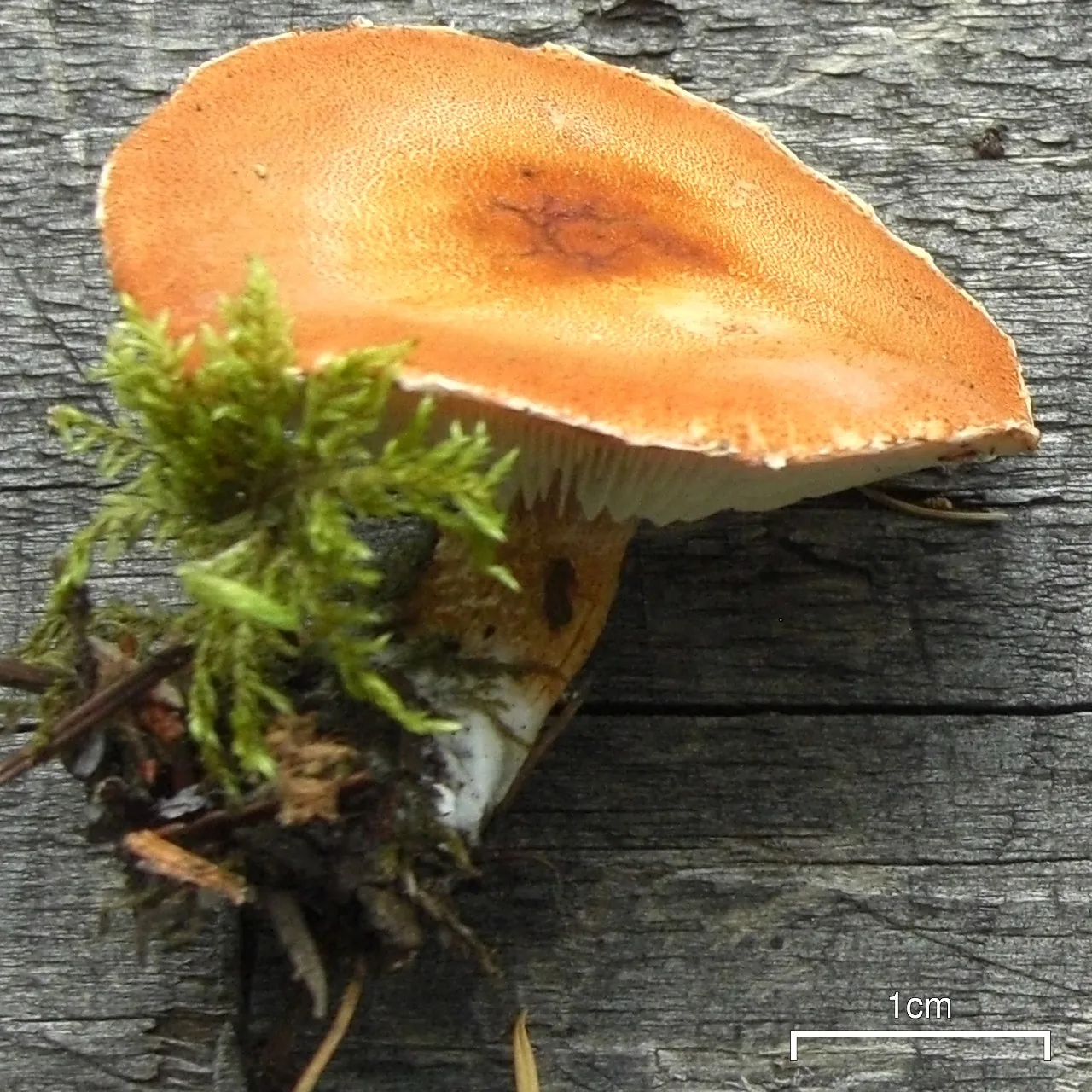 Cystodermella granulosa (Cystodermella granulosa) — photo mycologique