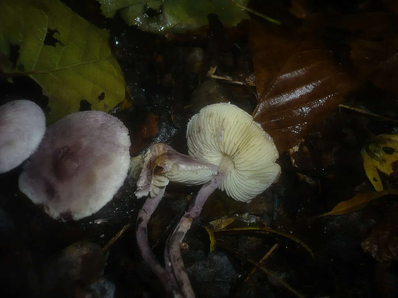 Cystolepiota bucknallii (Cystolepiota bucknallii) — photo mycologique