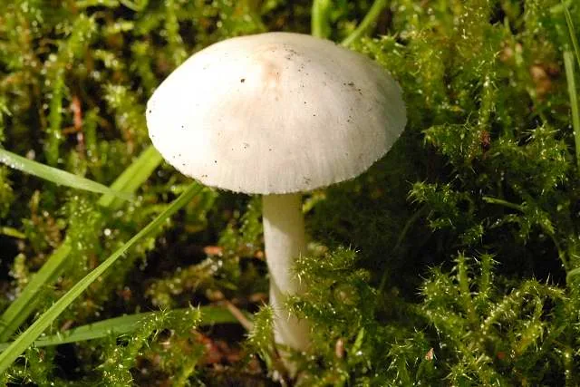 Cystolepiota hispida (Cystolepiota hispida) — photo mycologique