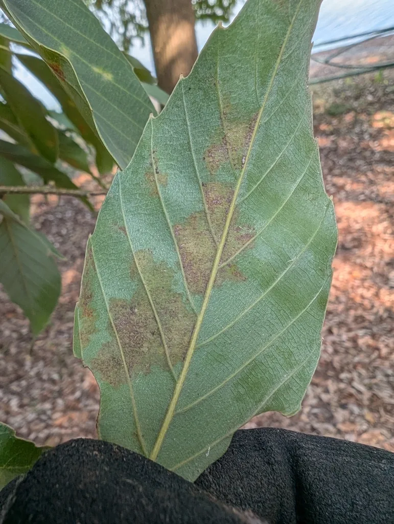 Cystotheca wrightii (Cystotheca wrightii) — photo mycologique