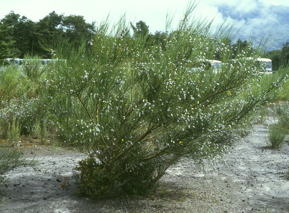 Genêt (Cytisus) — photo botanique