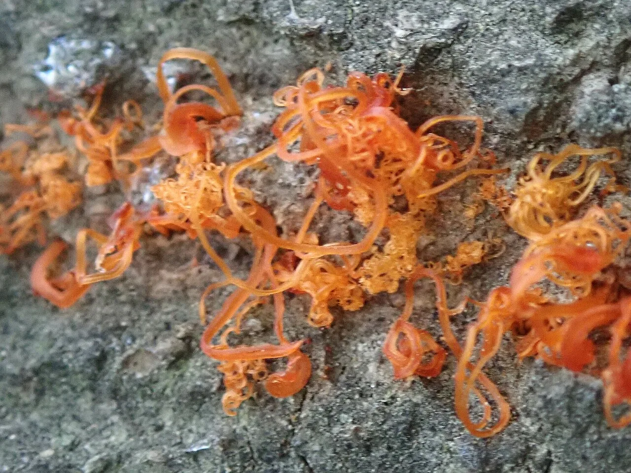 Cytospora australiae (Cytospora australiae) — photo mycologique