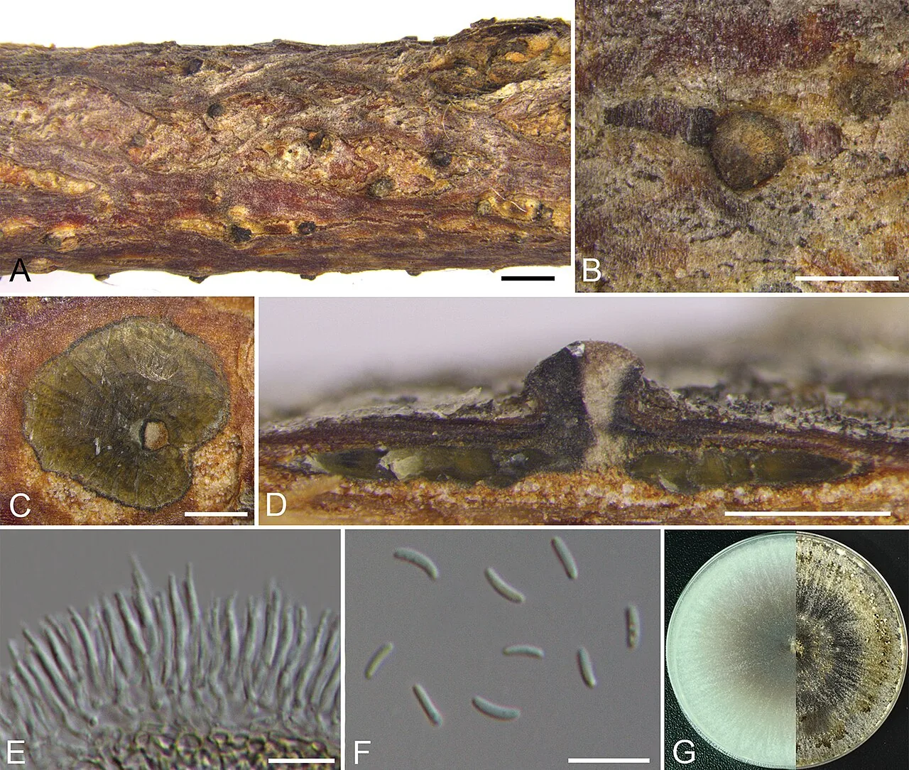 Cytospora coryli (Cytospora coryli) — photo mycologique