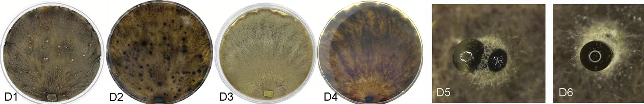 Cytospora leucostoma (Cytospora leucostoma) — photo mycologique