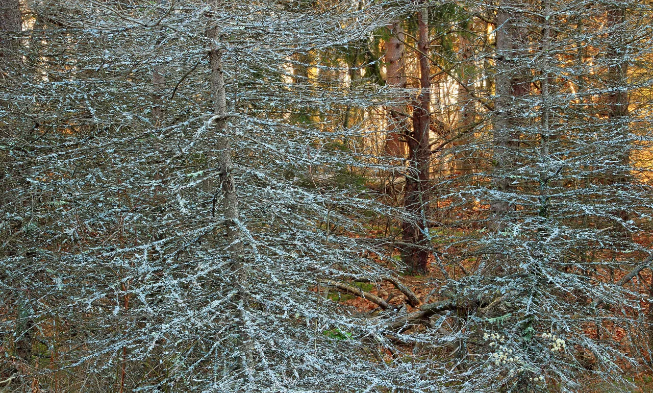 Cytospora melnikii (Cytospora melnikii) — photo mycologique