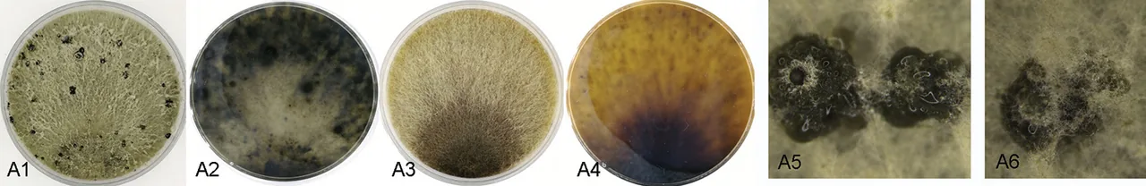 Cytospora myrtagena (Cytospora myrtagena) — photo mycologique
