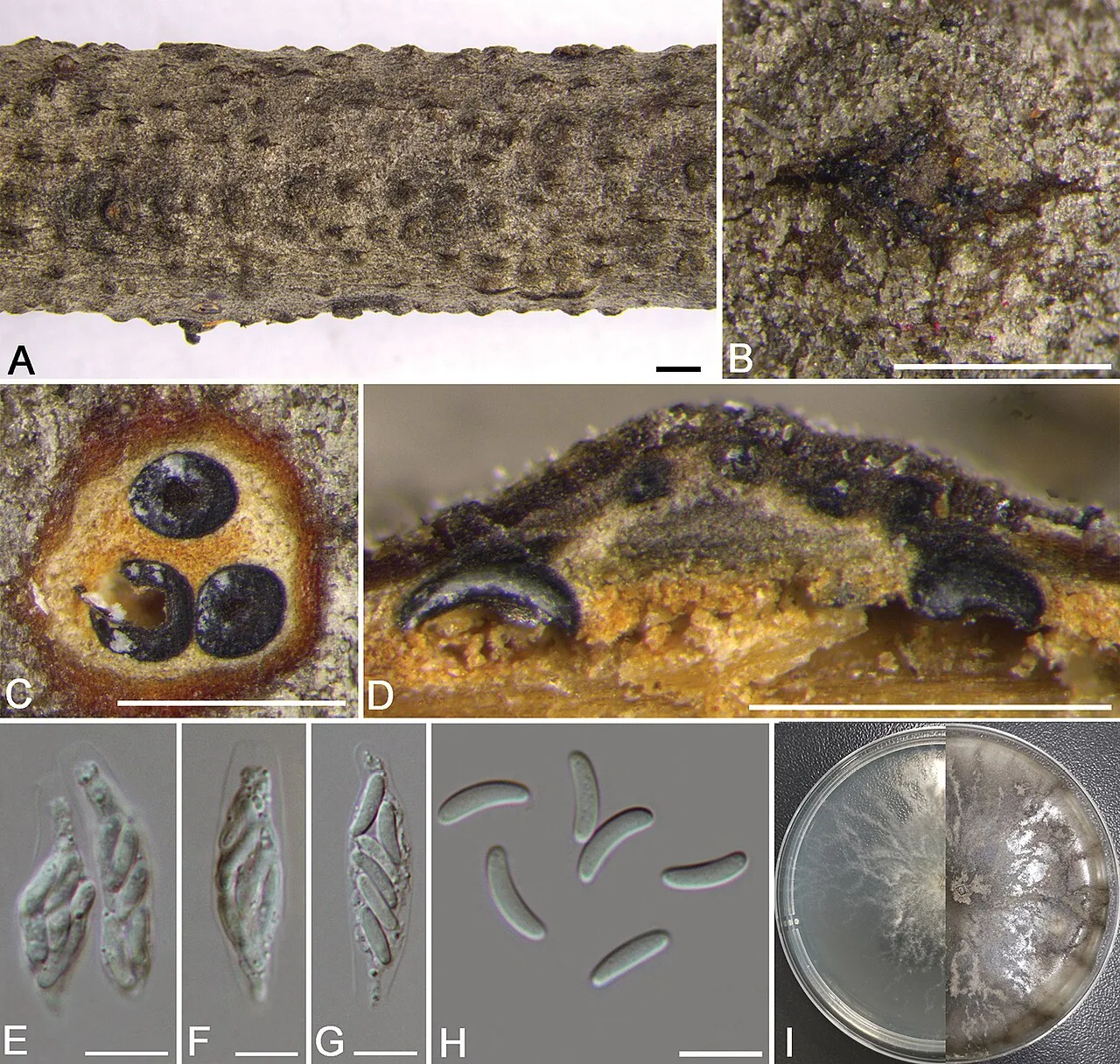 Cytospora spiraeicola (Cytospora spiraeicola) — photo mycologique