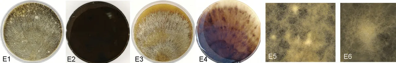 Cytospora xinglongensis (Cytospora xinglongensis) — photo mycologique