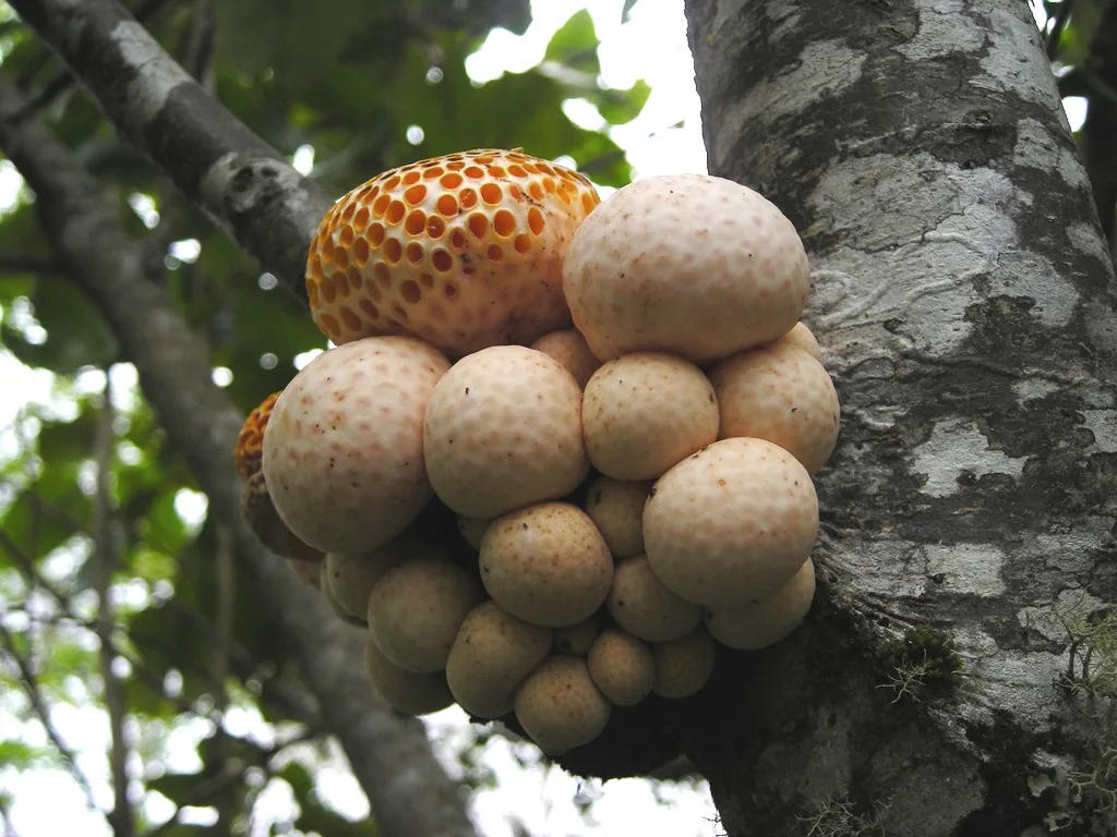 Cyttaria darwinii (Cyttaria darwinii) — photo mycologique