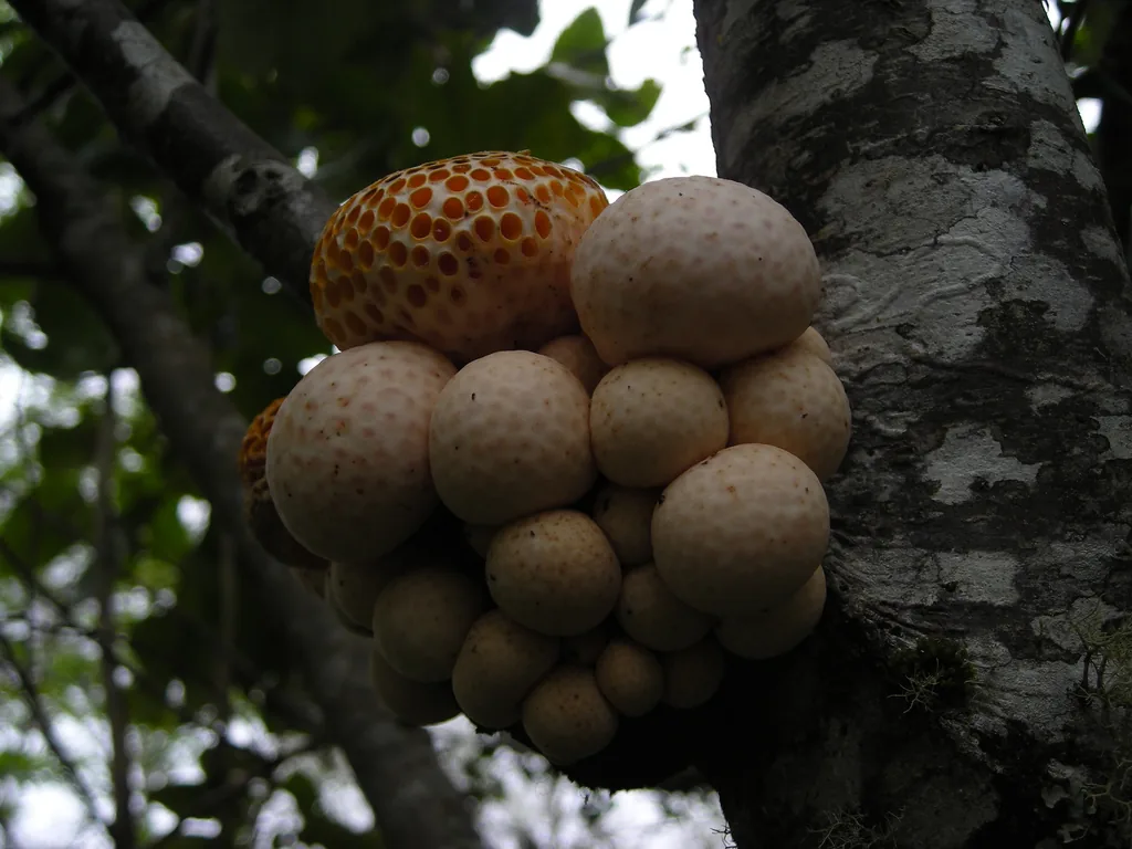 Cyttaria pallida (Cyttaria pallida) — photo mycologique