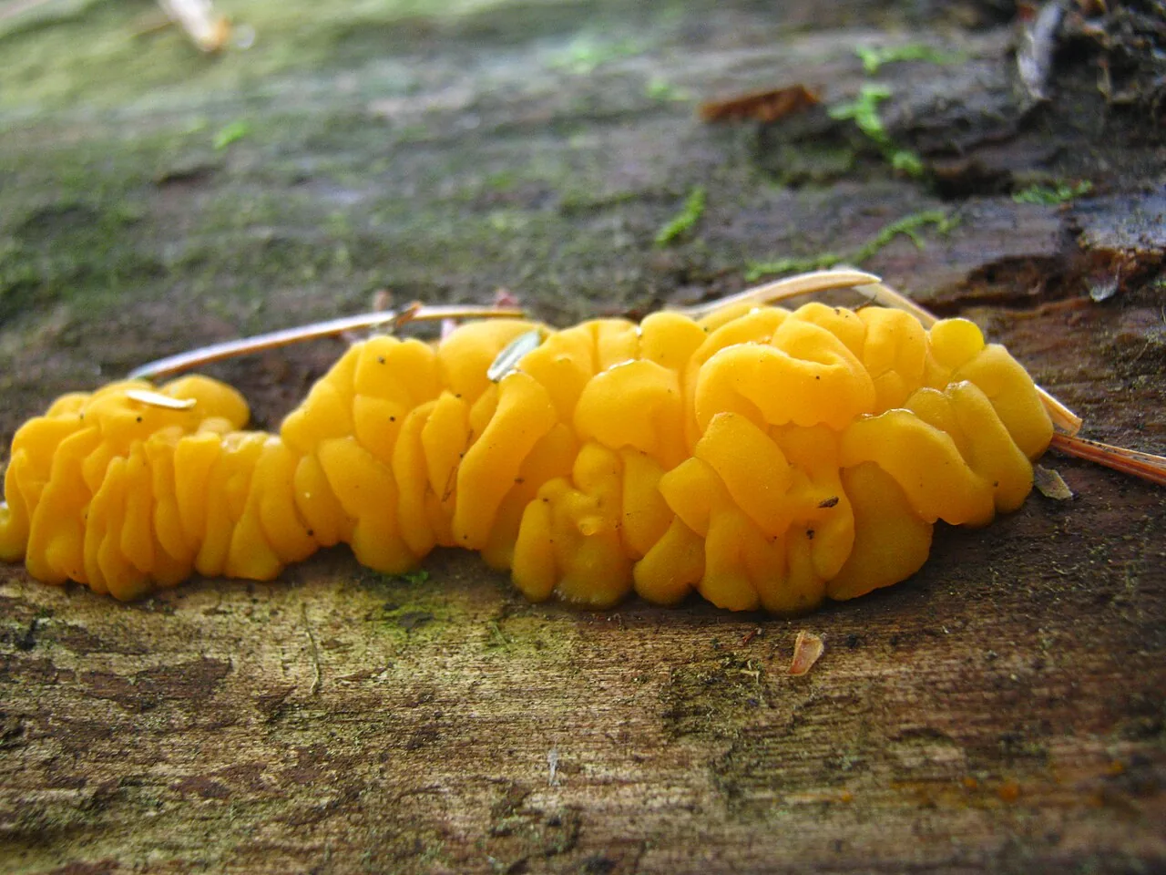 Dacrymyces caesius (Dacrymyces caesius) — photo mycologique