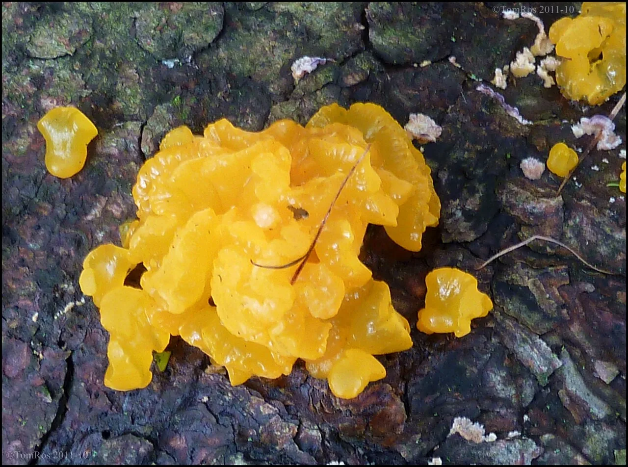 Dacrymyces chrysospermus (Dacrymyces chrysospermus) — photo mycologique