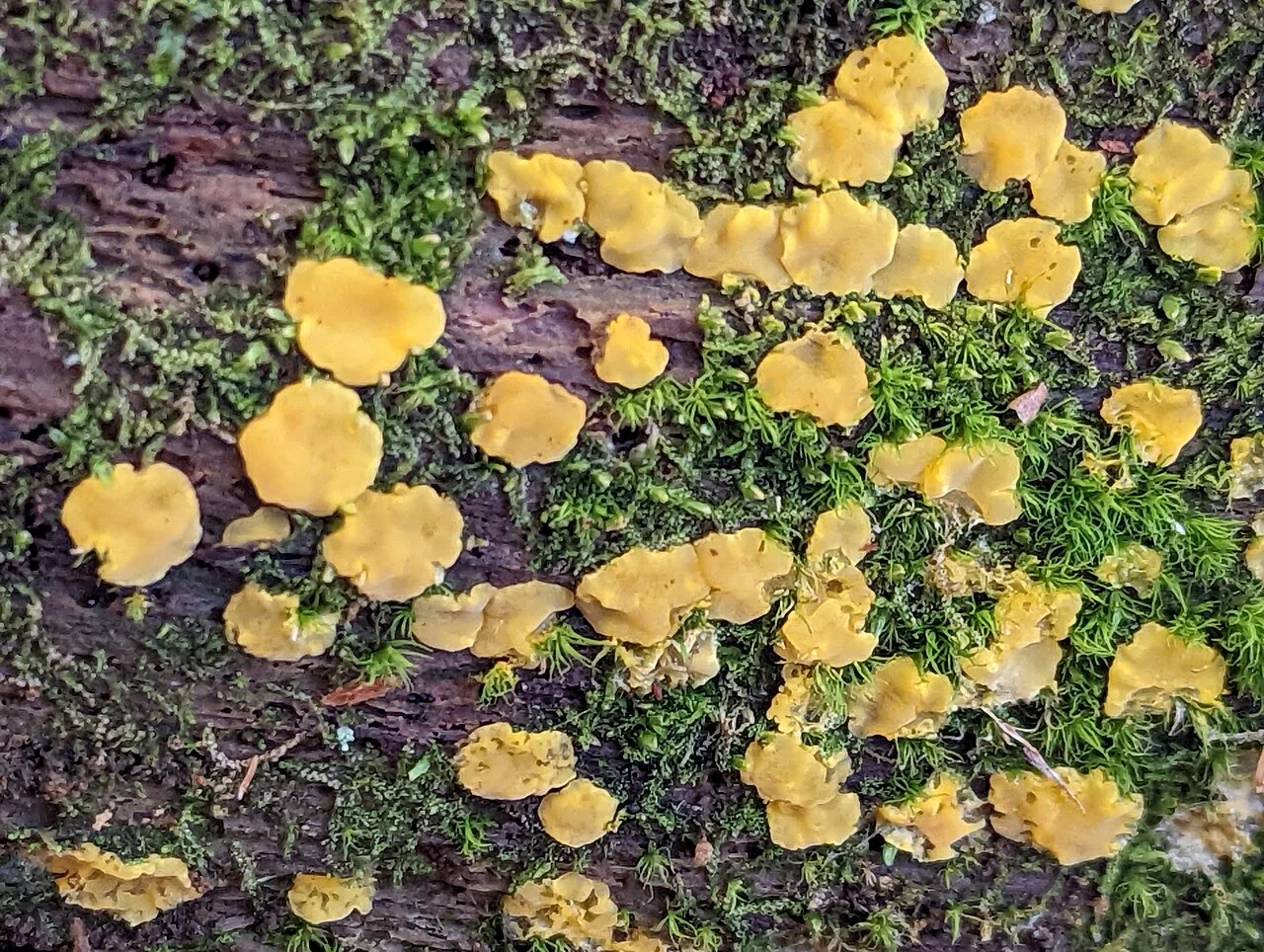Dacrymyces corticioides (Dacrymyces corticioides) — photo mycologique