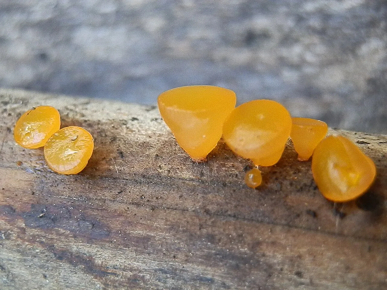 Dacrymyces minutus (Dacrymyces minutus) — photo mycologique