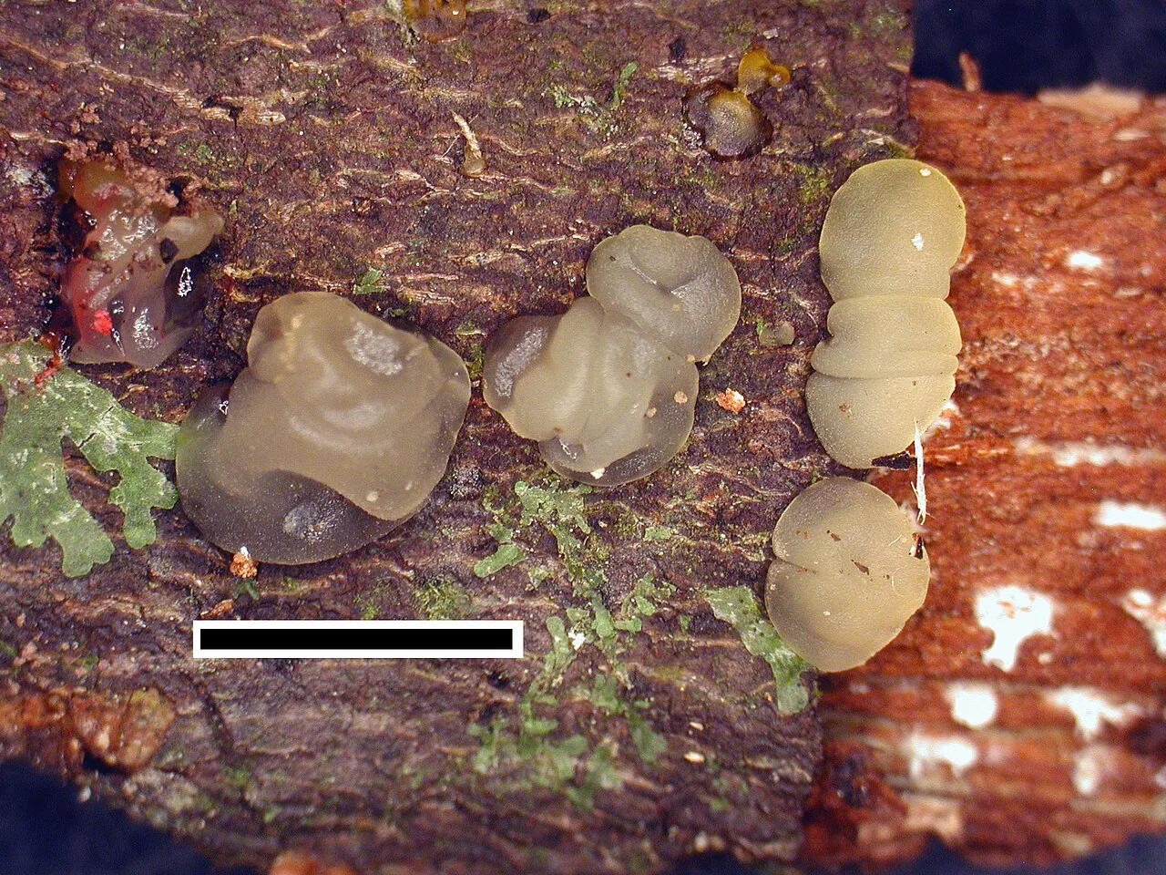 Dacrymyces novae-zelandiae (Dacrymyces novae-zelandiae) — photo mycologique