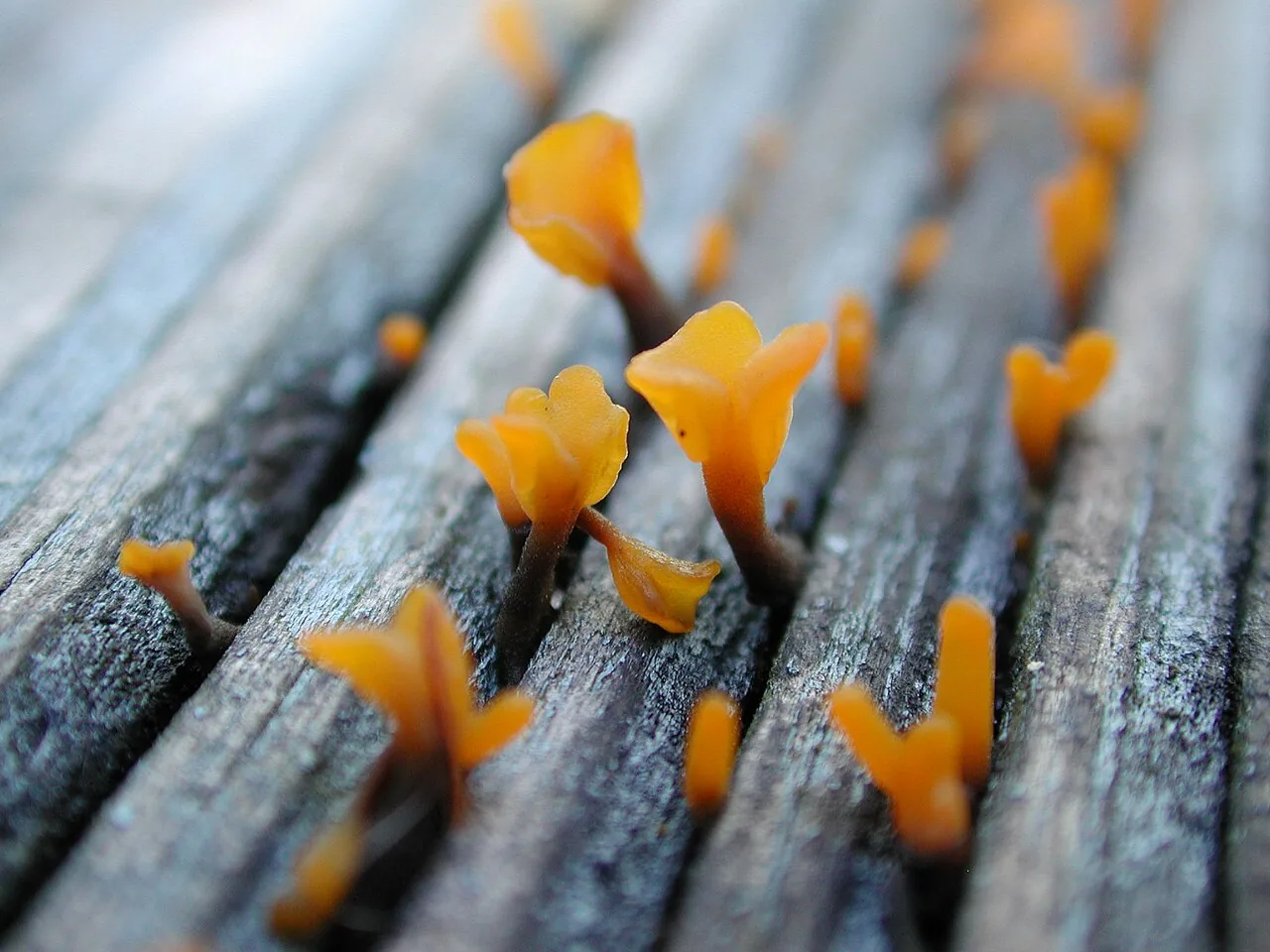 Dacrymyces spathularius (Dacrymyces spathularius) — photo mycologique