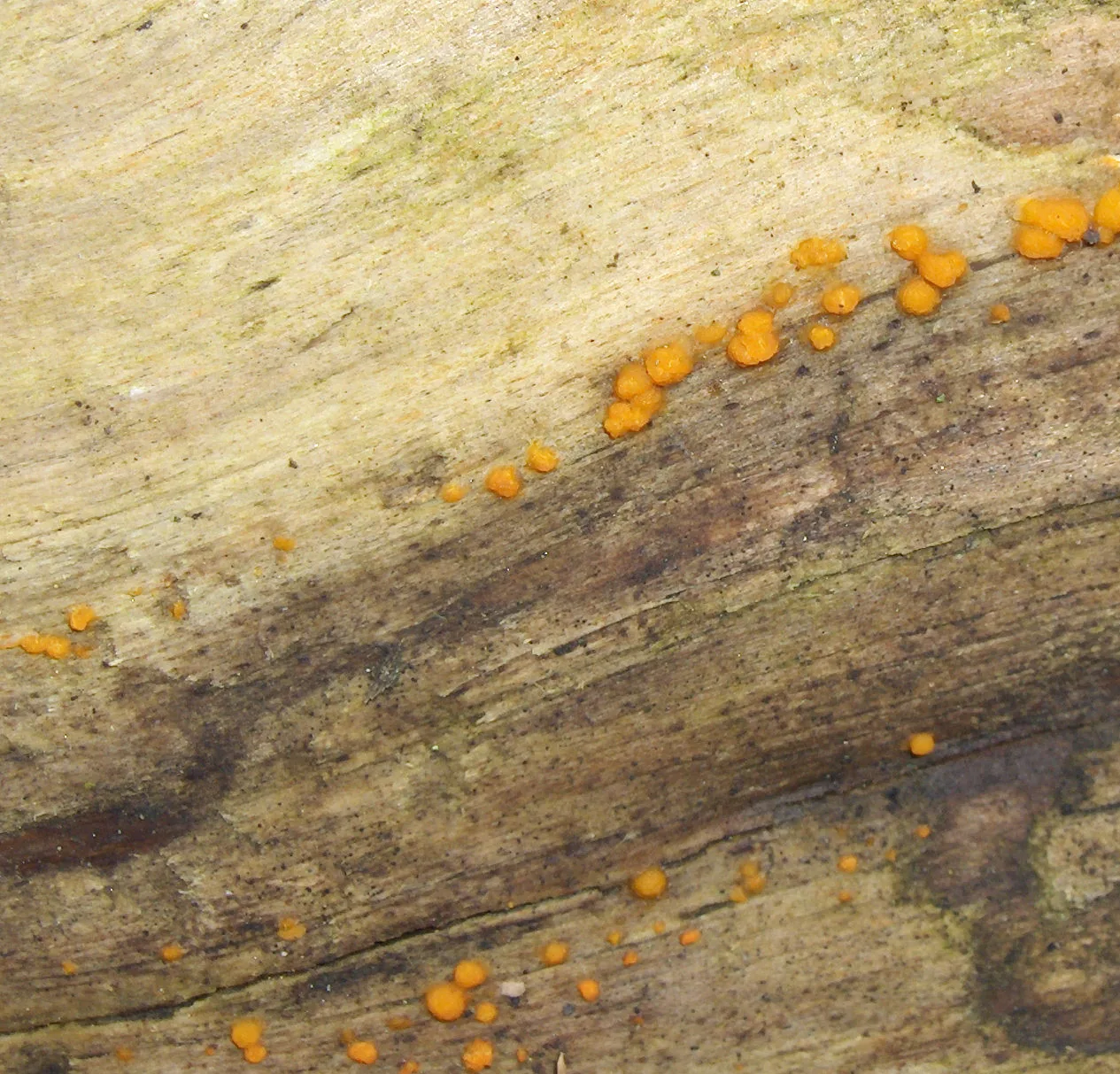 Dacrymyces stillatus (Dacrymyces stillatus) — photo mycologique