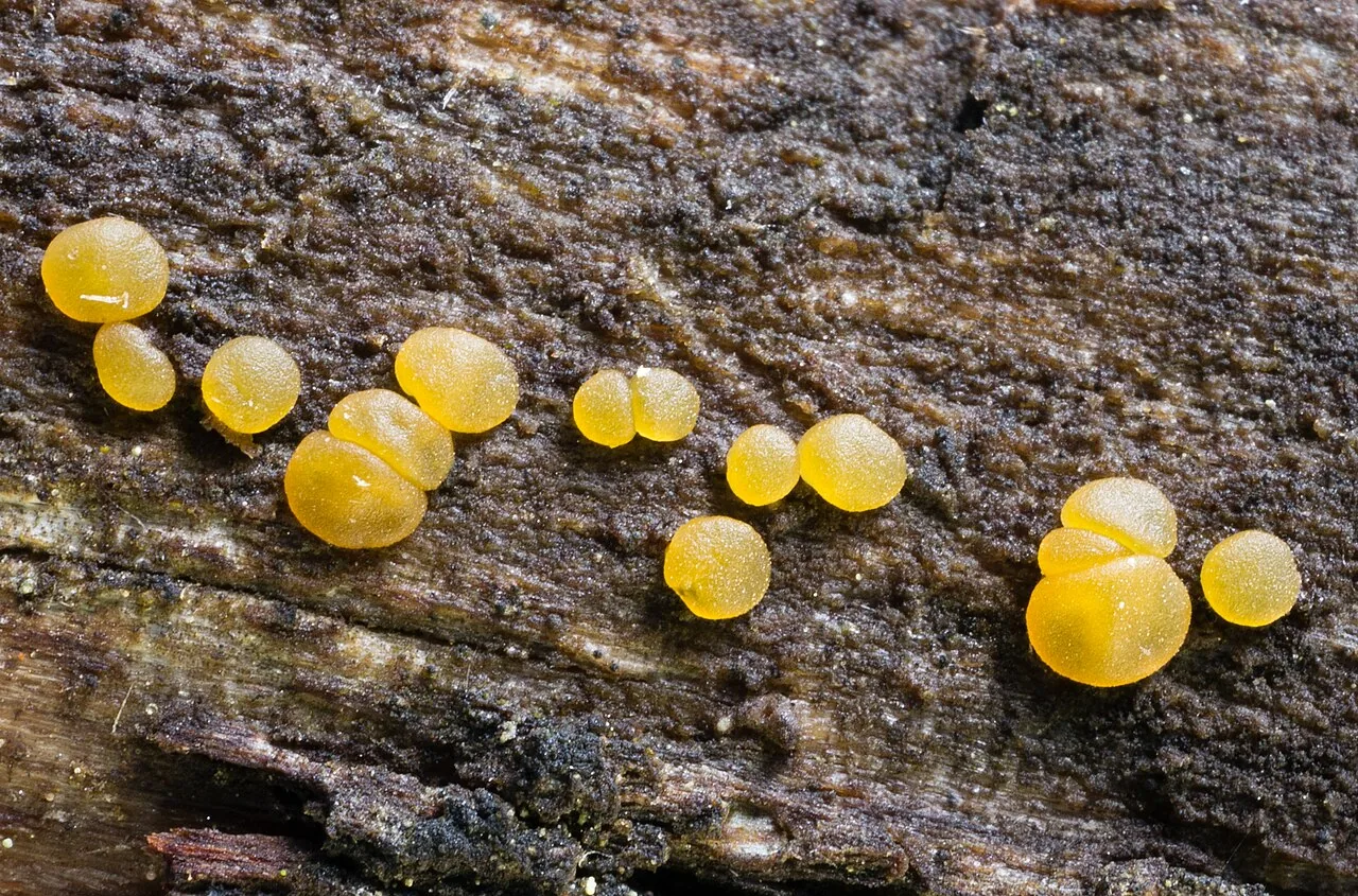 Dacrymyces variisporus (Dacrymyces variisporus) — photo mycologique