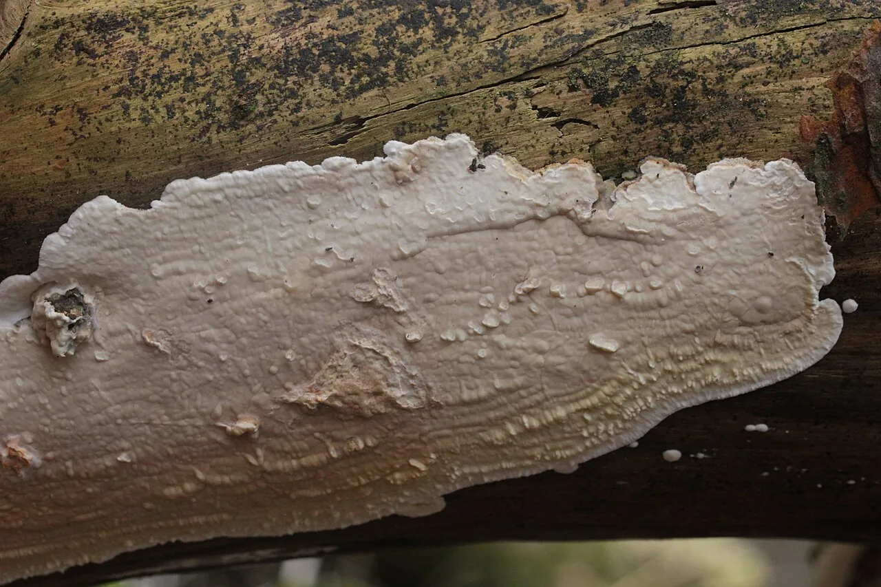 Dacryobolus karstenii (Dacryobolus karstenii) — photo mycologique