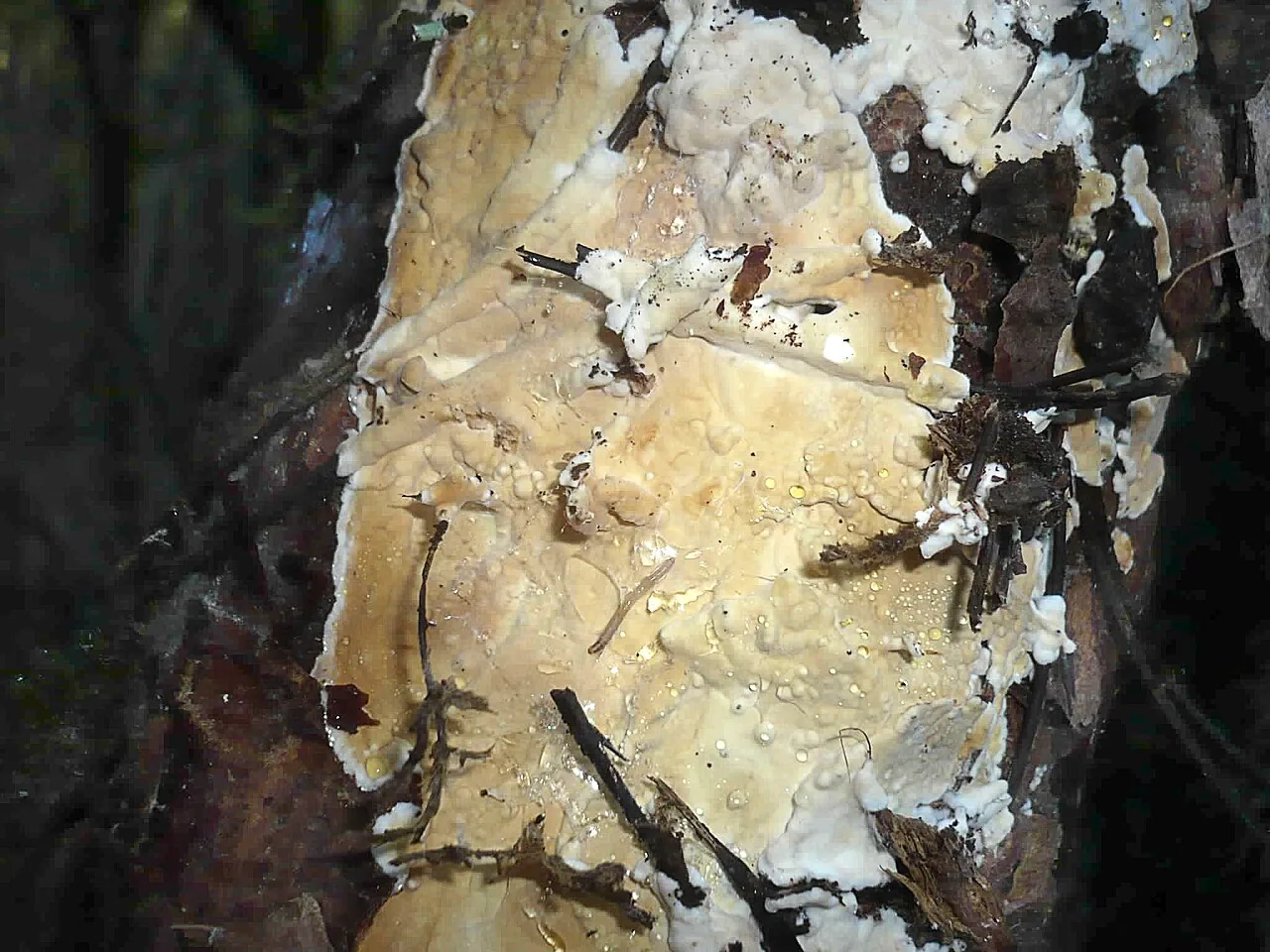 Dacryobolus phalloides (Dacryobolus phalloides) — photo mycologique
