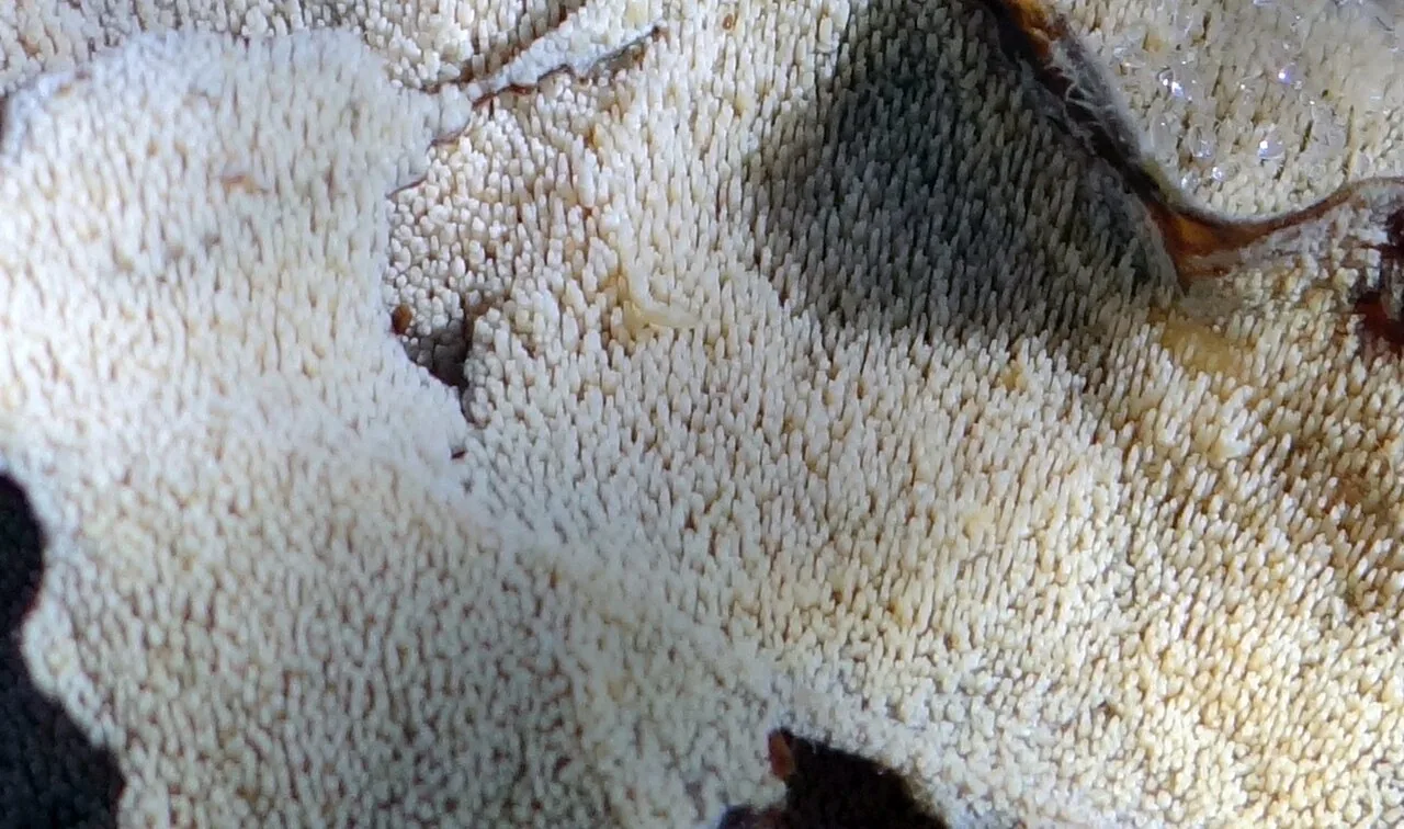 Dacryobolus sudans (Dacryobolus sudans) — photo mycologique