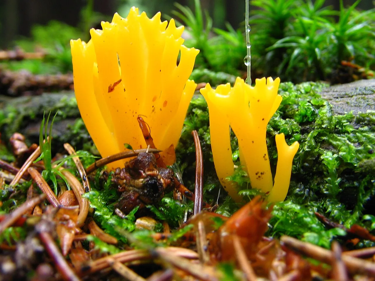 Dacryoscyphus chrysochilus (Dacryoscyphus chrysochilus) — photo mycologique