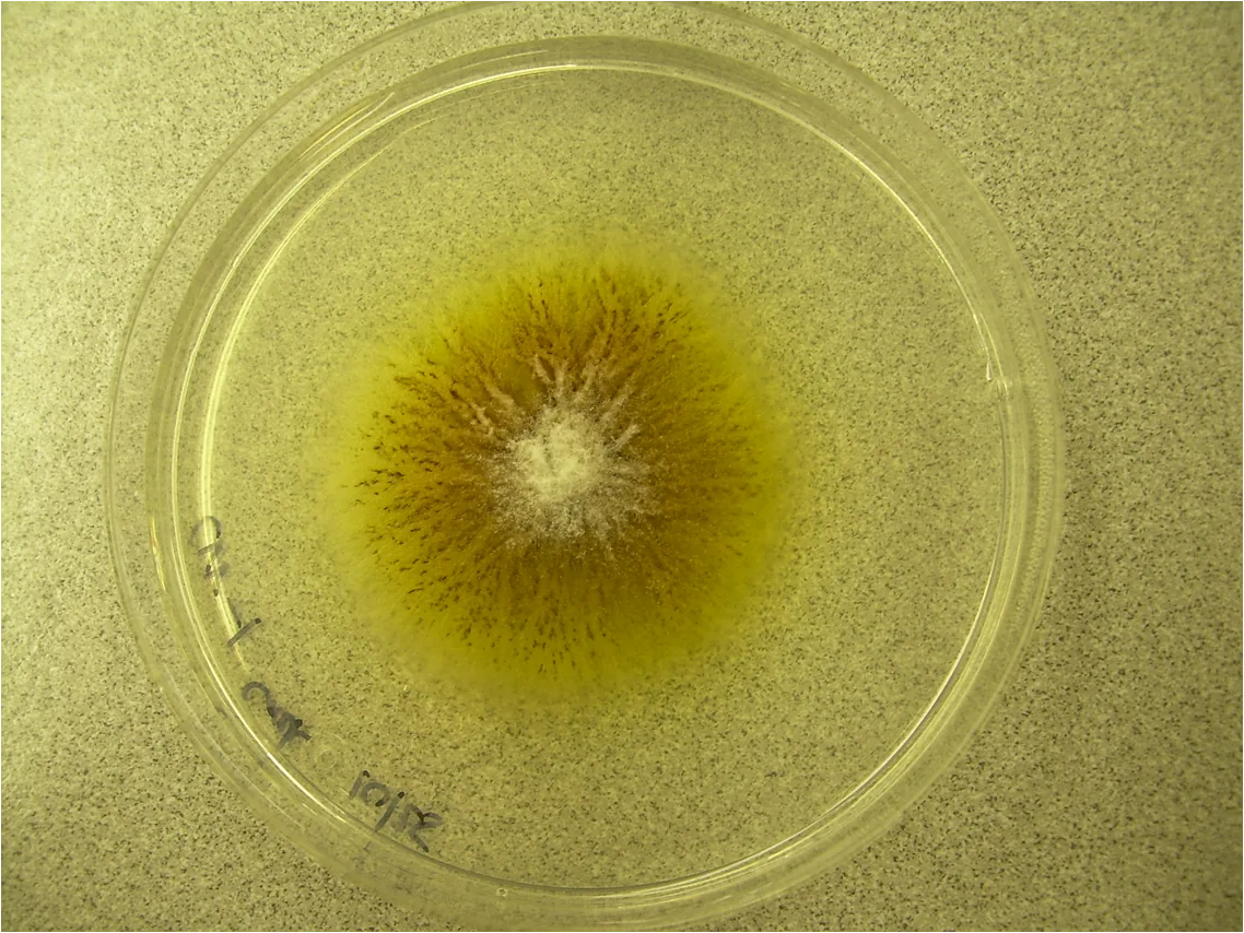 Dactylium roseum (Dactylium roseum) — photo mycologique