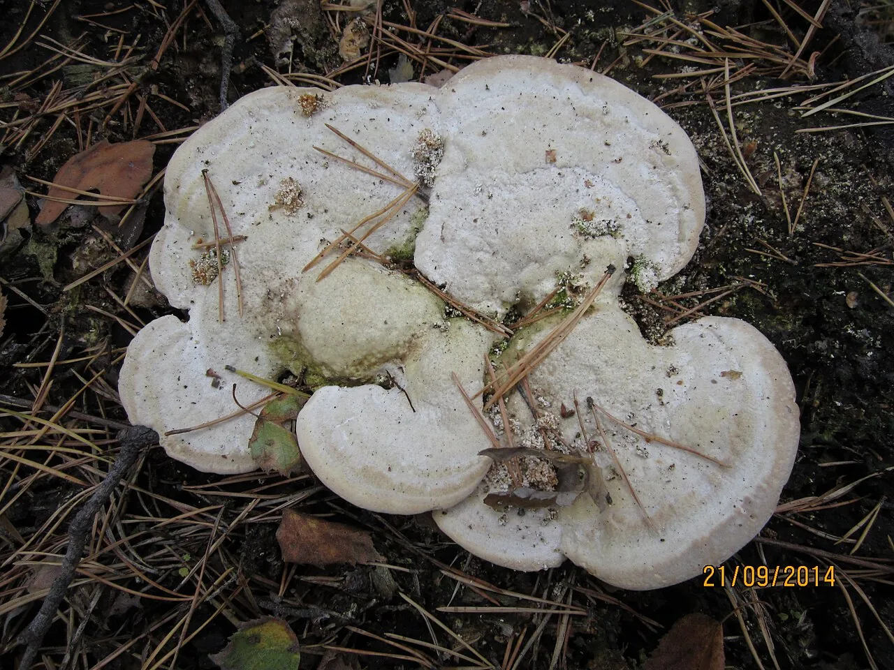 Daedalea ambigua (Daedalea ambigua) — photo mycologique