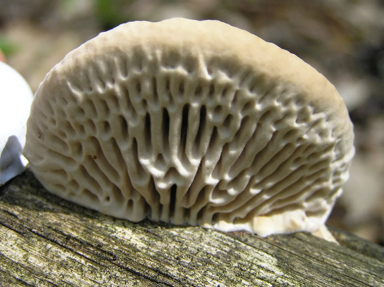 Daedalea ealaensis (Daedalea ealaensis) — photo mycologique