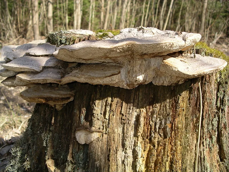 Daedalea neotropica (Daedalea neotropica) — photo mycologique