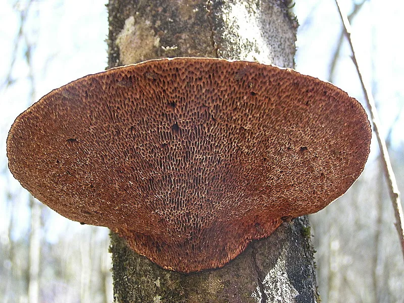 Daedaleopsis africanus (Daedaleopsis africanus) — photo mycologique