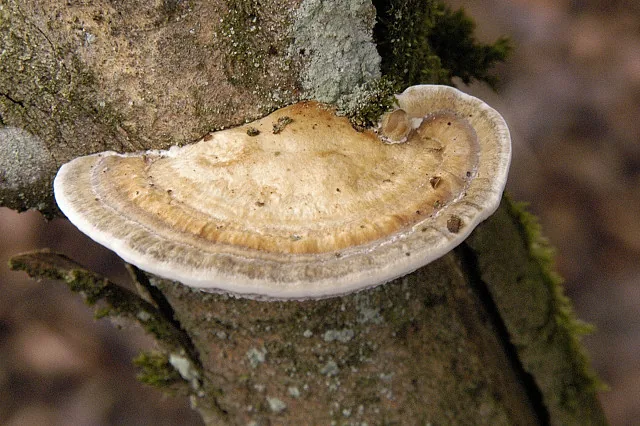 Daedaleopsis confragosa (Daedaleopsis confragosa) — photo mycologique